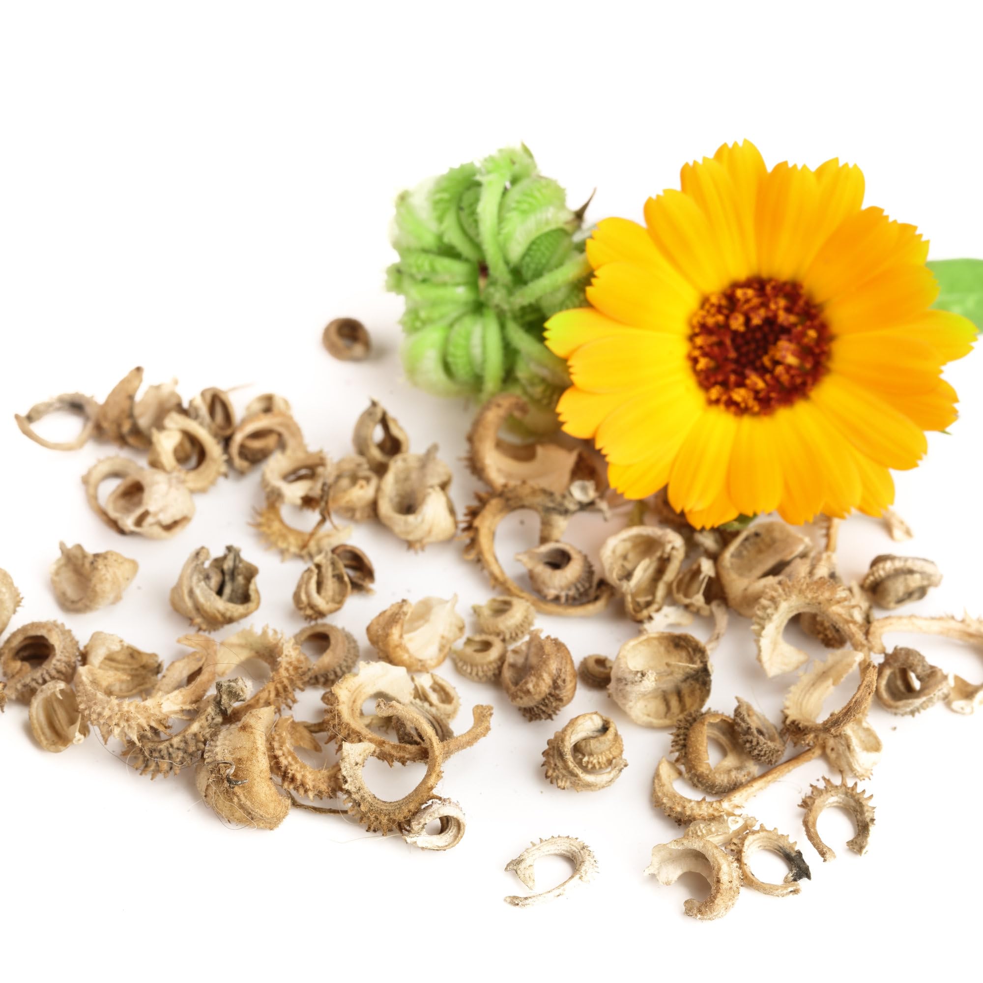 Seed Needs Pacific Beauty Mix blooms offer a warm, sunny focal point.