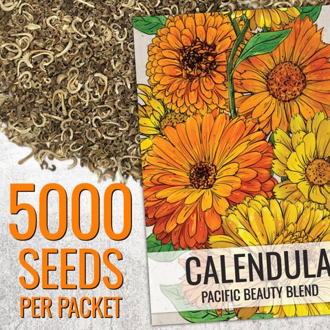 Seed Needs Pacific Beauty Mix in a garden bed attracts pollinators like bees.