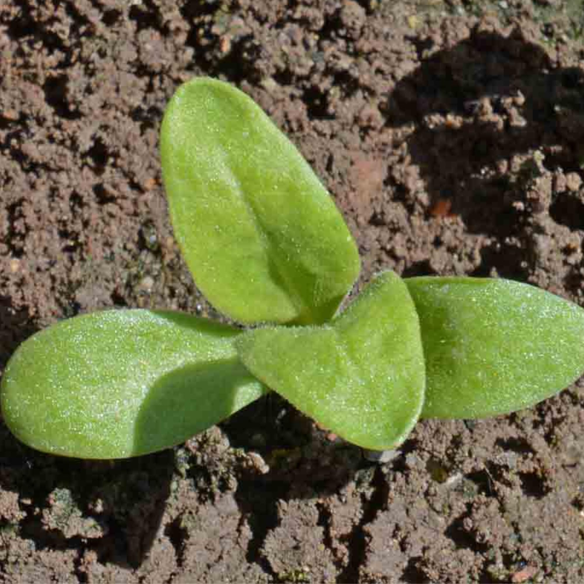 Seed Needs Pacific Beauty Mix seed packet provides easy sowing guidance.