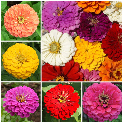 Seed Needs packet back provides sowing depths and timing for easy planting.