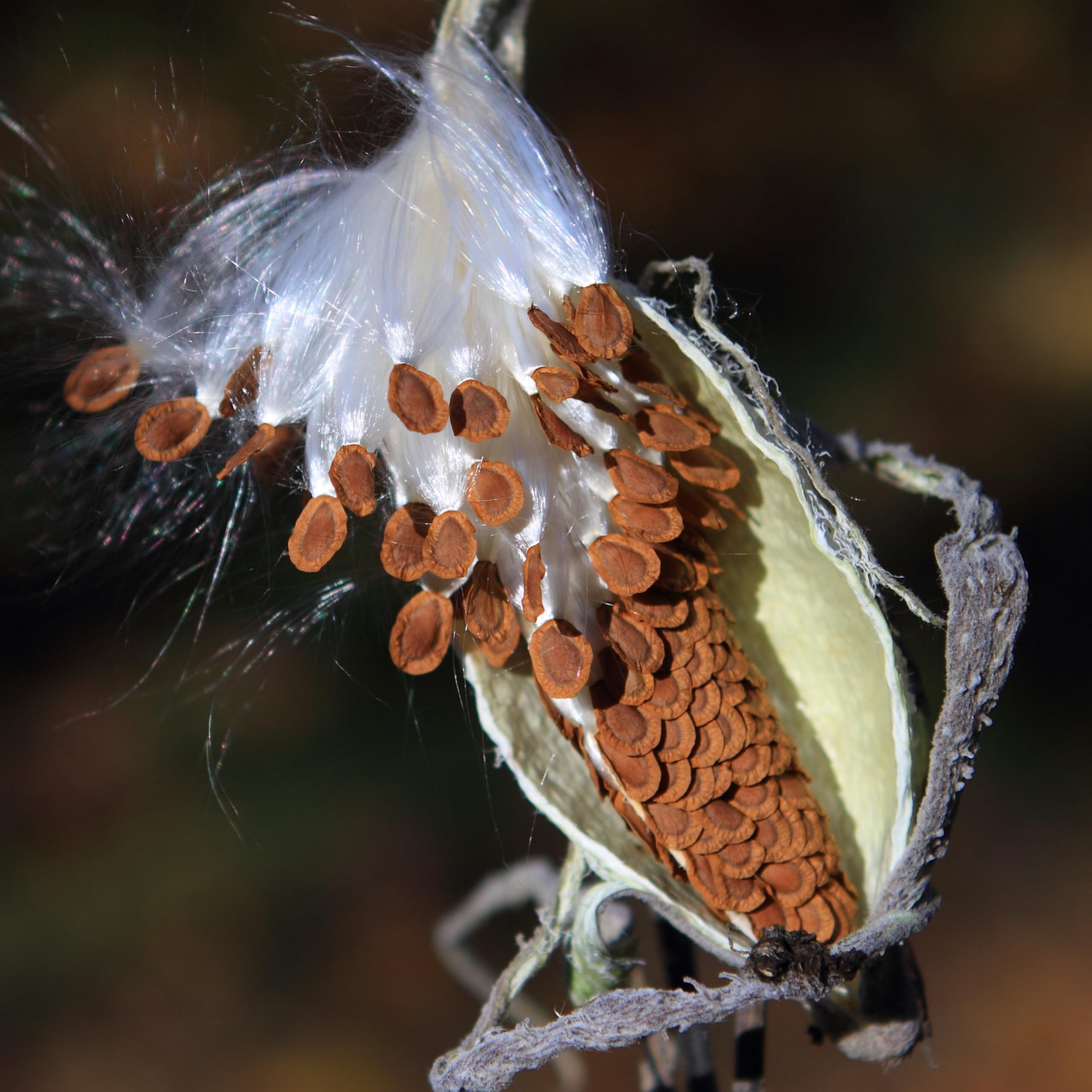 Seed Needs packet illustration seeds back with sowing information.