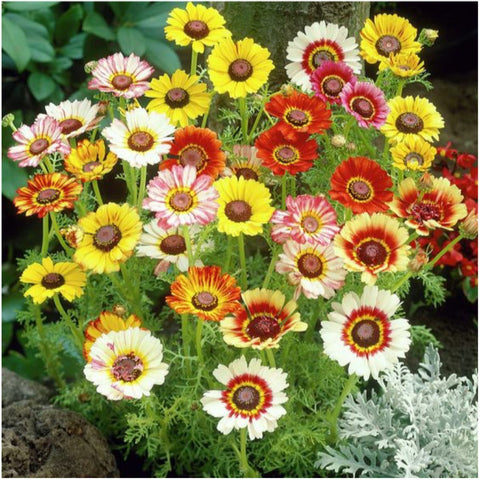 Seed Needs Painted Daisies enhance borders and provide cut flowers.