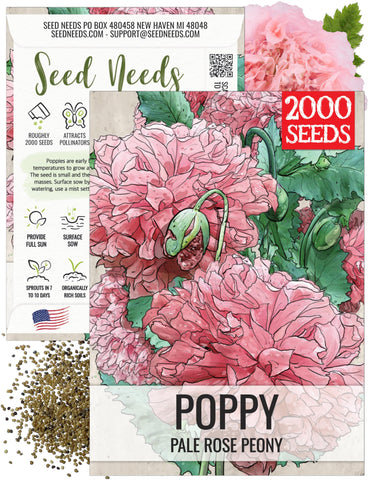 Seed Needs Pale Rose Peony Poppy bloom catching sunlight in a garden