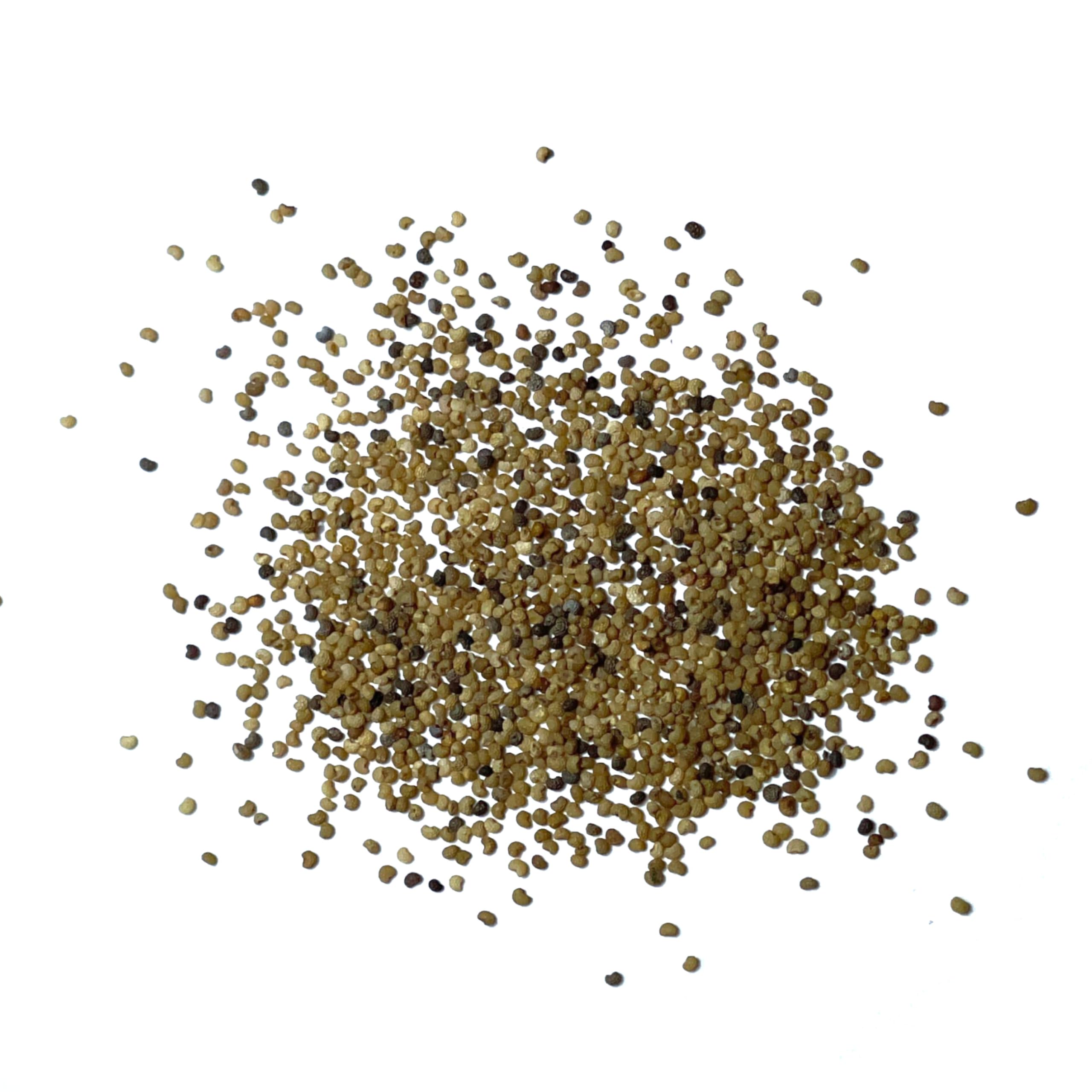Seed Needs Pale Rose Peony Poppy attracting butterflies in the garden