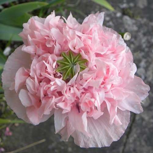 Seed Needs Pale Rose Peony Poppy seed pod after bloom for dried arrangements
