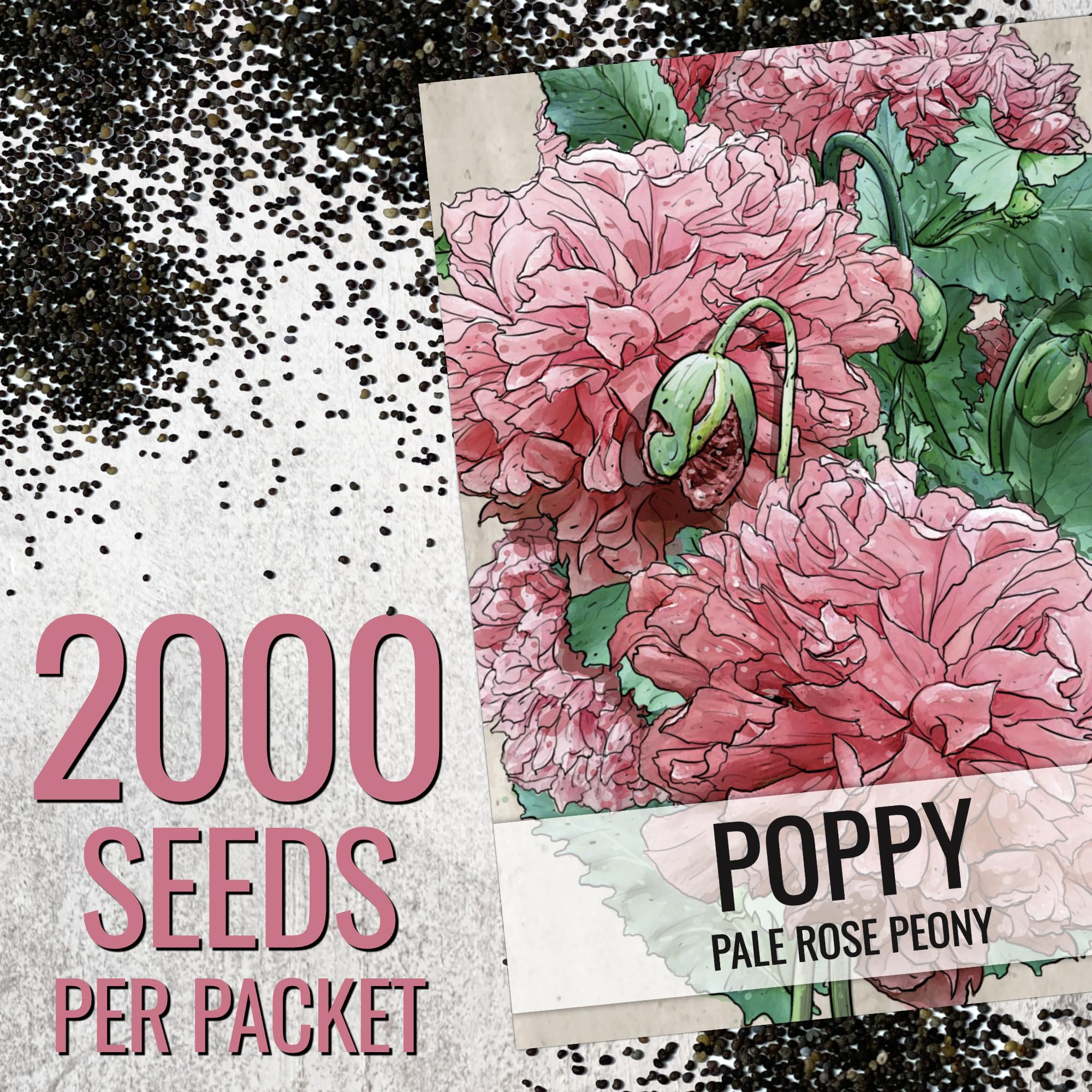 Seed Needs Pale Rose Peony Poppy seedlings ready for planting
