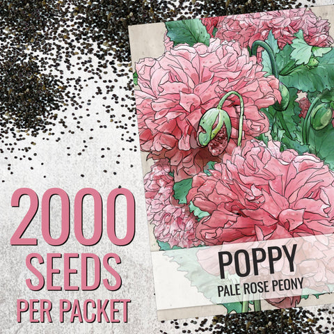 Seed Needs Pale Rose Peony Poppy seedlings ready for planting