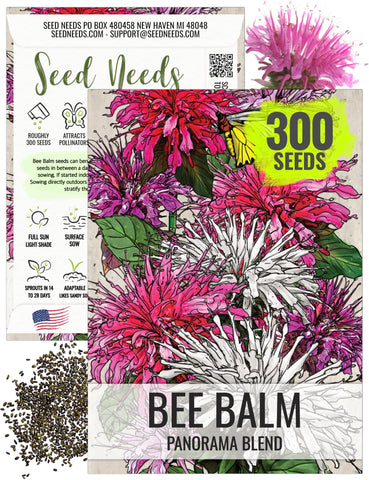 Seed Needs Panorama Bee Balm blooms form a vibrant cluster, attracting pollinators and brightening borders.