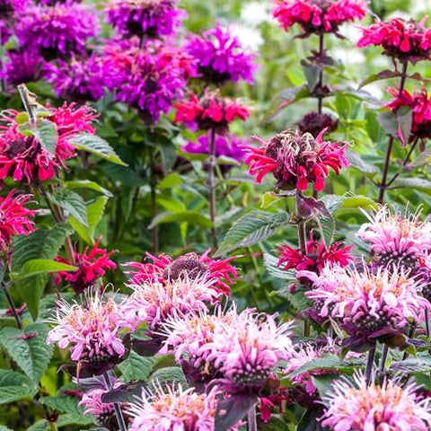 Close-up of Seed Needs Panorama Bee Balm pink bloom showcases vivid color and minty fragrance.