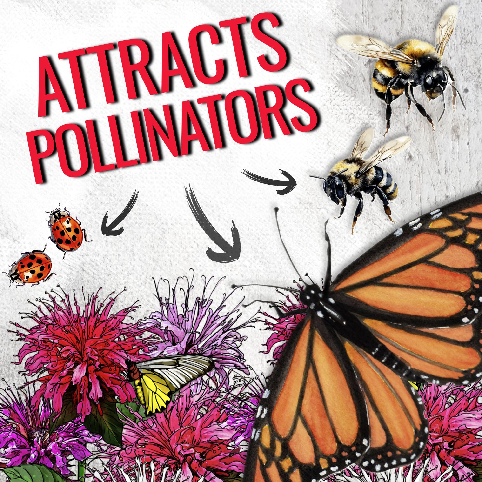 Pollinators like hummingbirds and butterflies visit Seed Needs Panorama Bee Balm clusters.