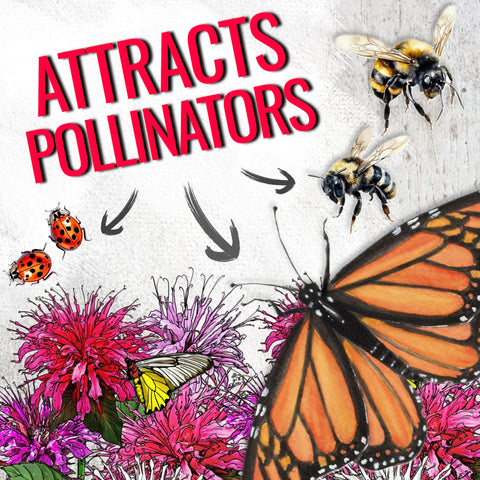 Pollinators like hummingbirds and butterflies visit Seed Needs Panorama Bee Balm clusters.