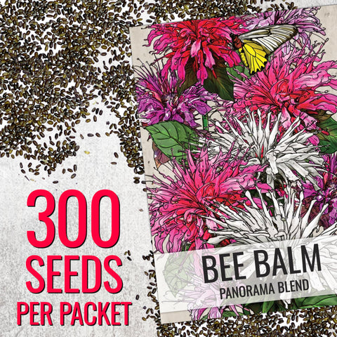 Seed Needs Panorama Mixed Bee Balm border plant adds color along walkways.