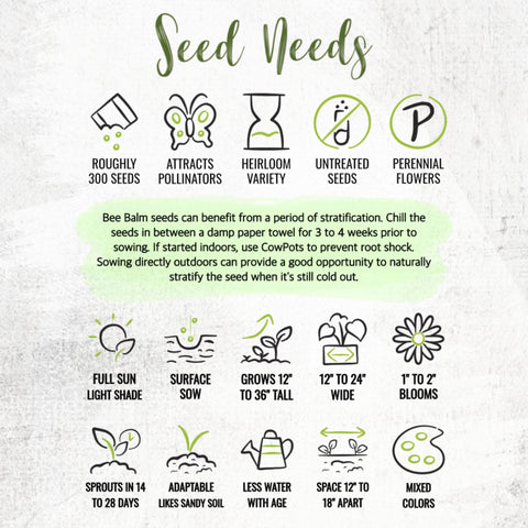 Seed Needs Panorama Bee Balm leaves and flowers are edible for garnishes.