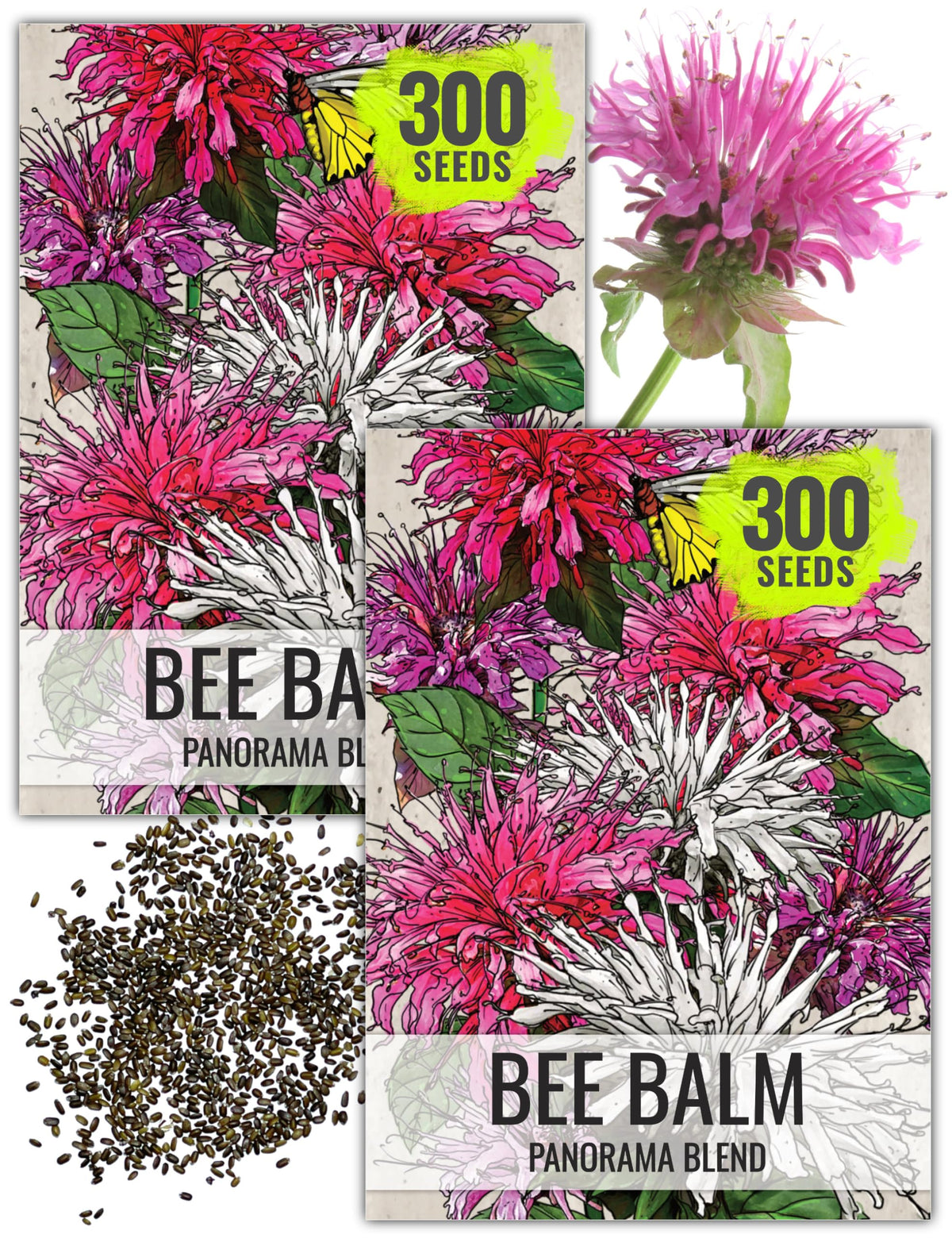 Seed Needs Panorama Mixed Bee Balm flowers show vibrant color and fragrance for garden displays.