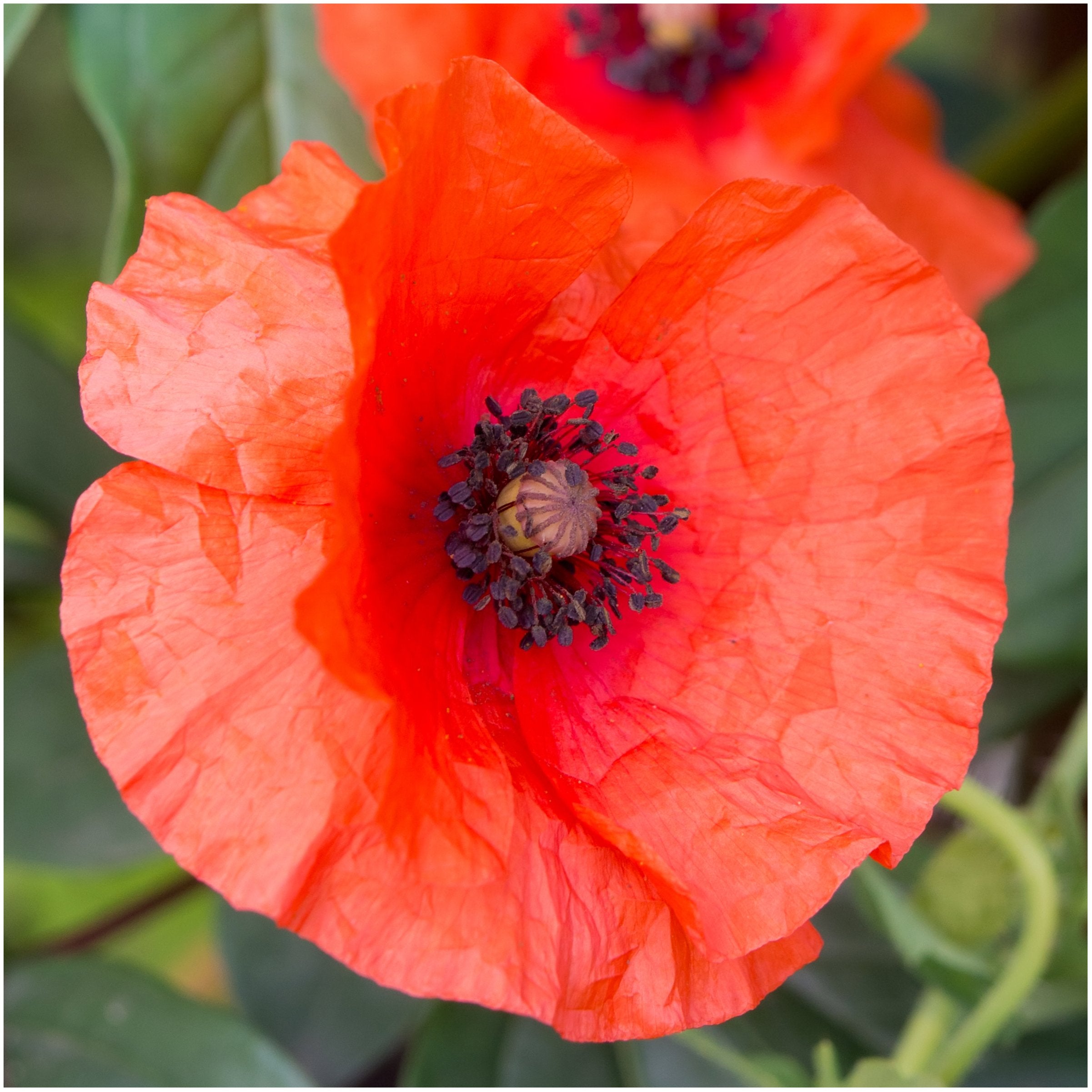 Seed Needs Papaver rhoeas garden visuals showcase vibrant petals and dark centers.