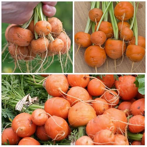 Seed Needs Paris Market carrot seeds germinating in soil