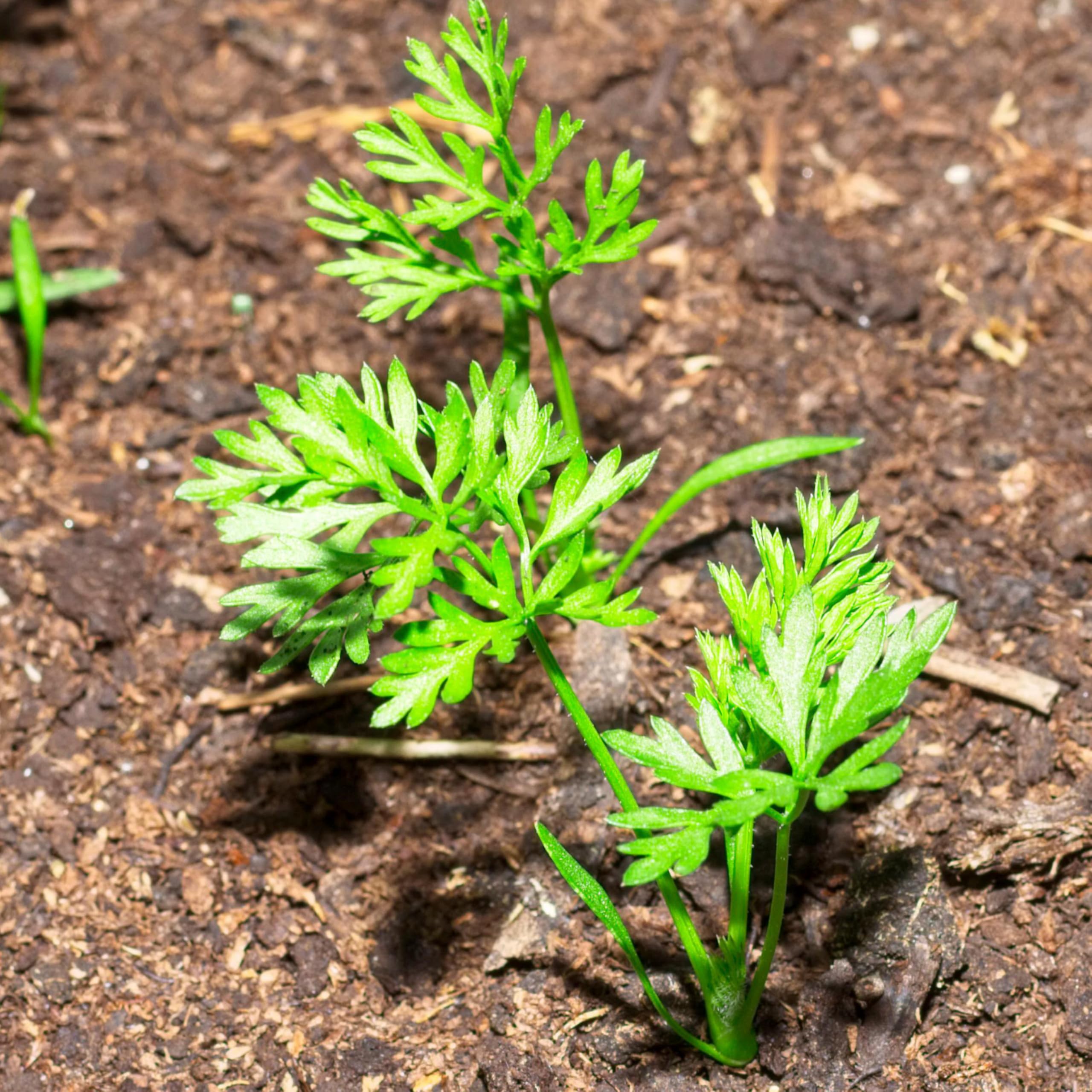 Seed Needs Paris Market carrot seeds support open-pollinated heirloom traits