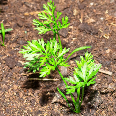 Seed Needs Paris Market carrot seeds support open-pollinated heirloom traits