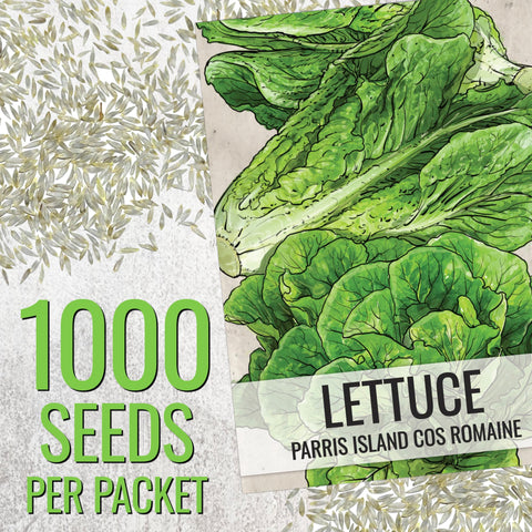 Seed Needs Parris Island COS close-up leaves, crisp and salad-ready.