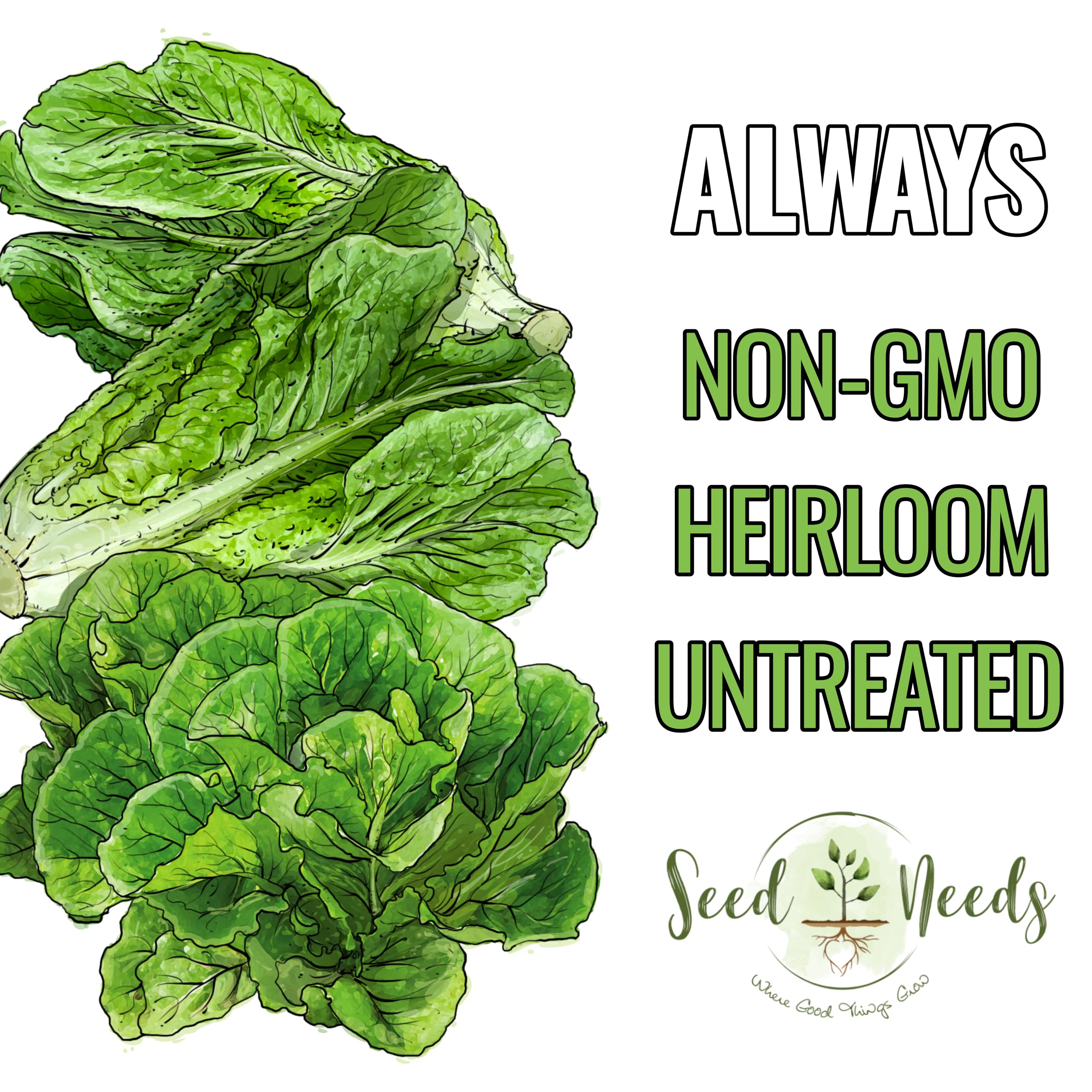 Seed Needs Parris Island COS harvest-ready head ideal for wraps and sandwiches.