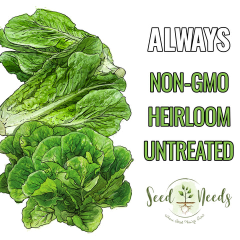 Seed Needs Parris Island COS harvest-ready head ideal for wraps and sandwiches.