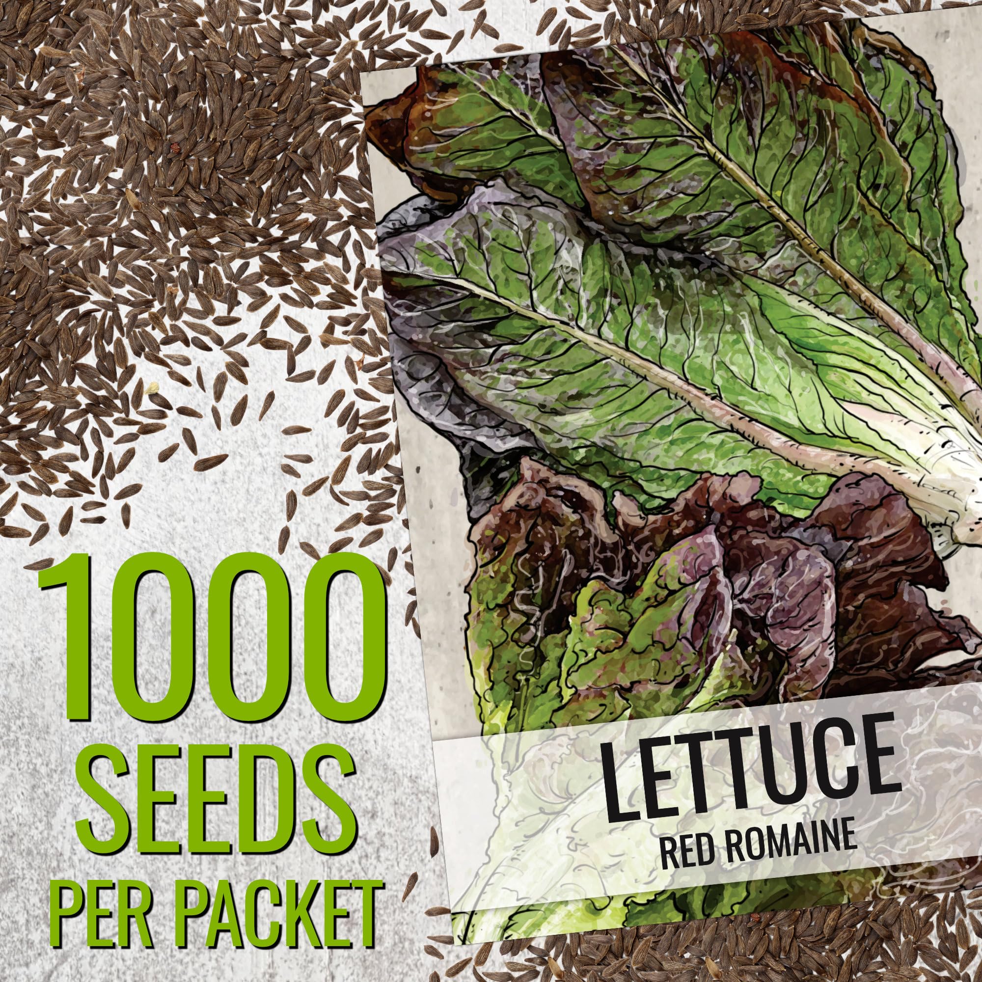 Seed Needs Parris Island COS heads close-up ideal for sturdy Caesar salads.