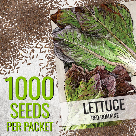 Seed Needs Parris Island COS heads close-up ideal for sturdy Caesar salads.