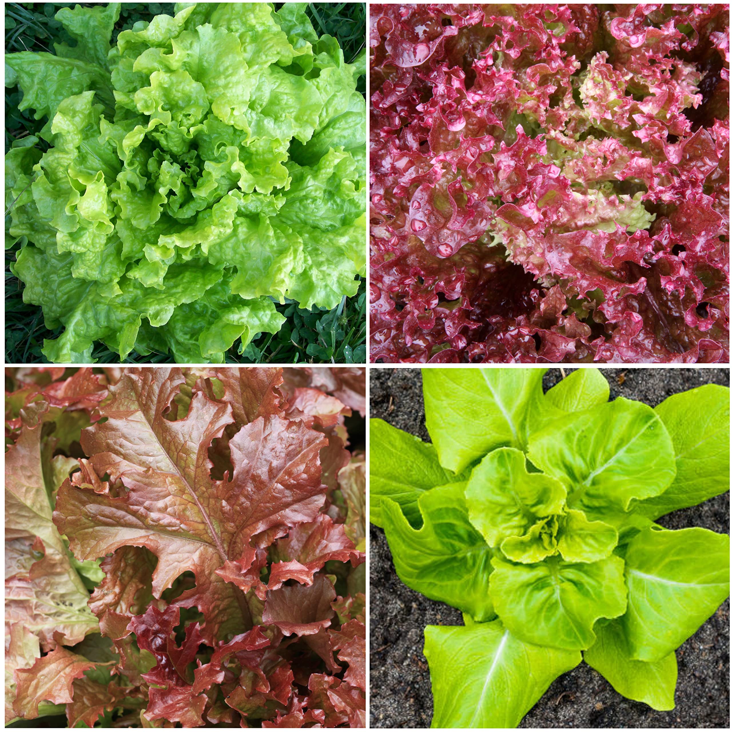 Seed Needs Parris Island COS seeds – romaine flavor in a compact home garden.