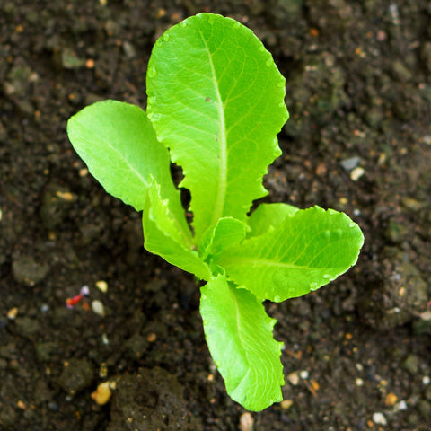 Seed Needs Parris Island COS sowing tips for successful germination.