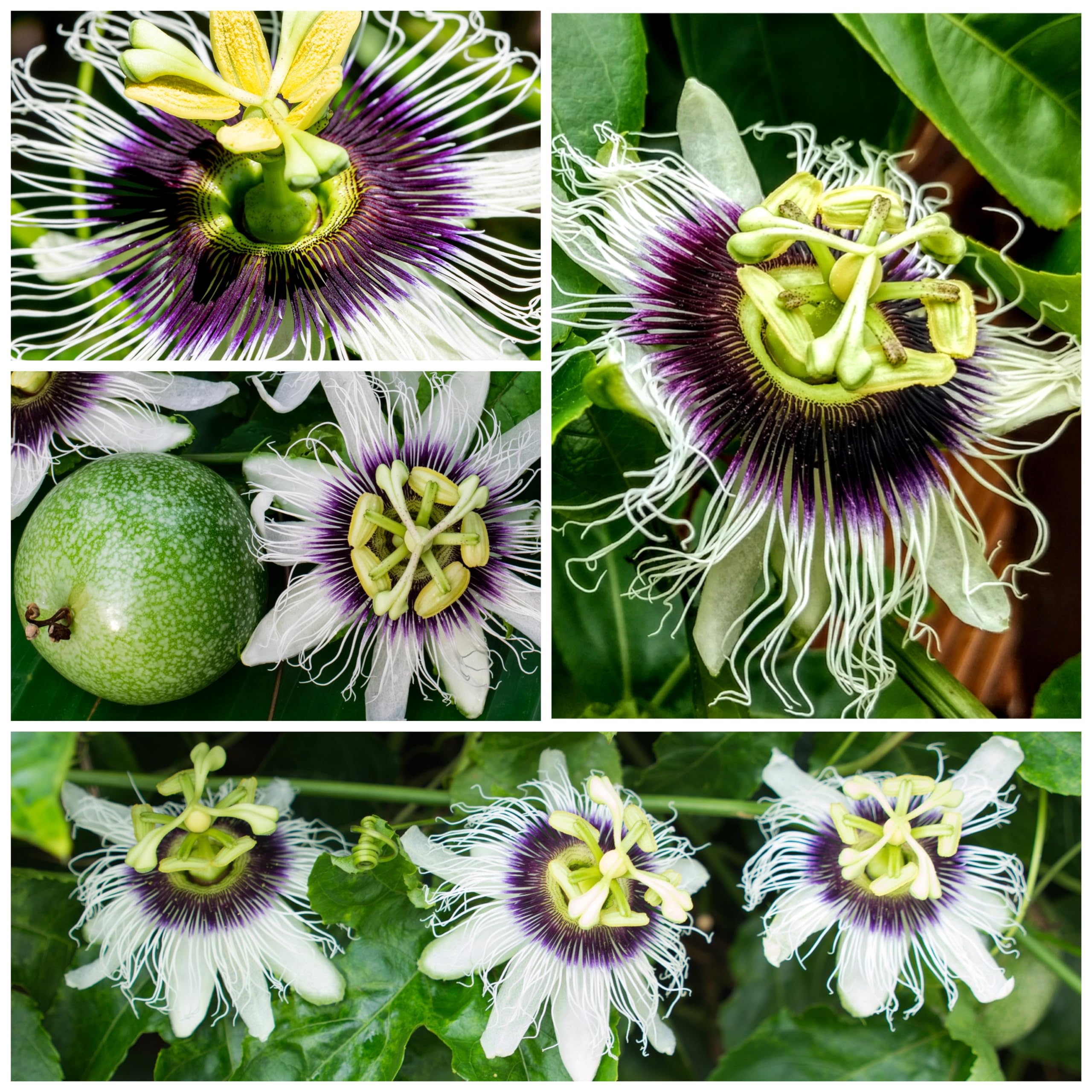 Seed Needs Passiflora edulis vine growth image showing trellis-ready support for warm climates.