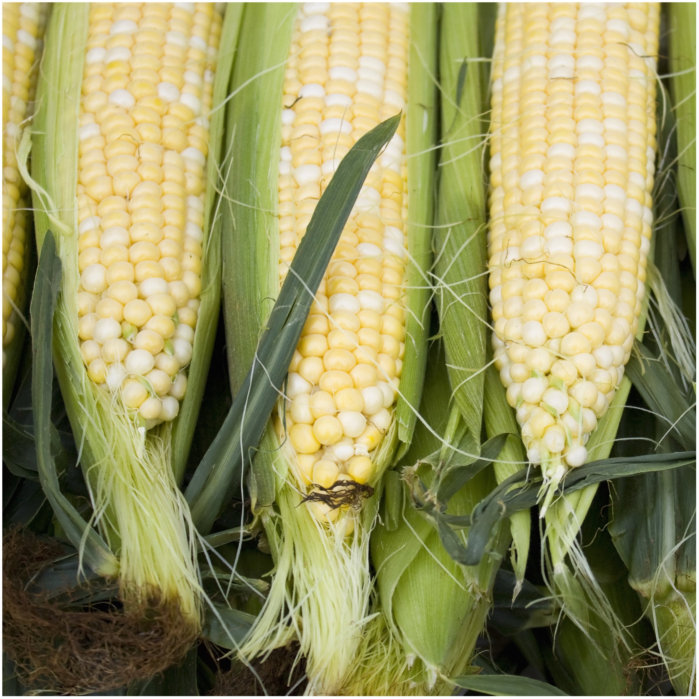 Seed Needs Peaches and Cream corn ready for summer meals