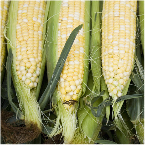 Seed Needs Peaches and Cream corn ready for summer meals