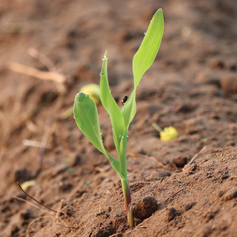 Field planting Peaches and Cream corn in a block to boost pollination and yield