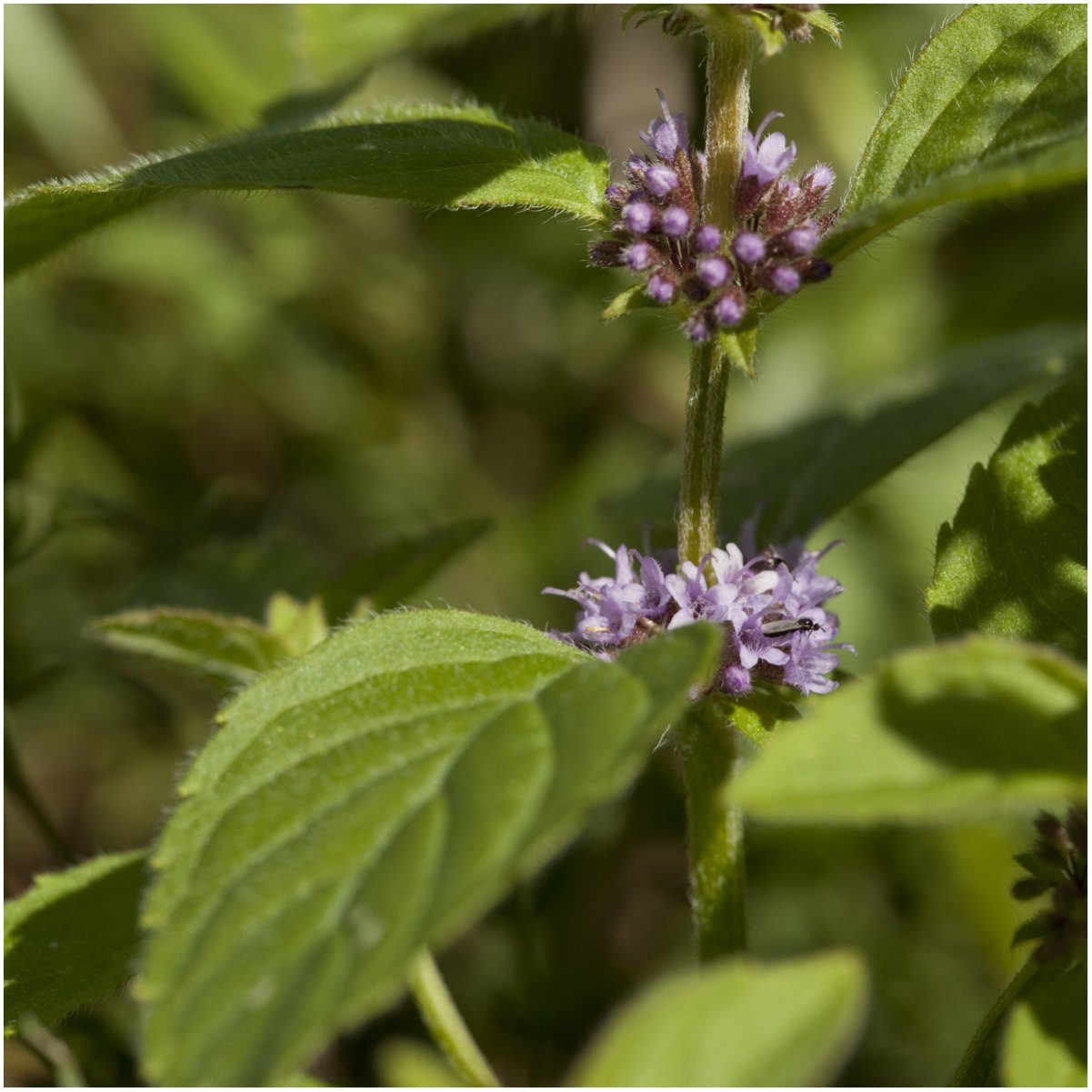 Seed Needs Pennyroyal mint seeds label view highlighting non-GMO and untreated seeds.