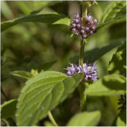 Seed Needs Pennyroyal mint seeds label view highlighting non-GMO and untreated seeds.
