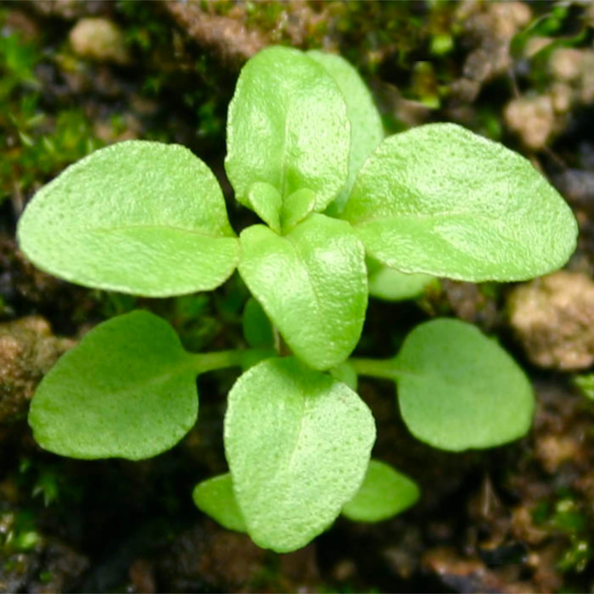 Seed Needs Pennyroyal mint leaves closeup highlighting aromatic foliage.
