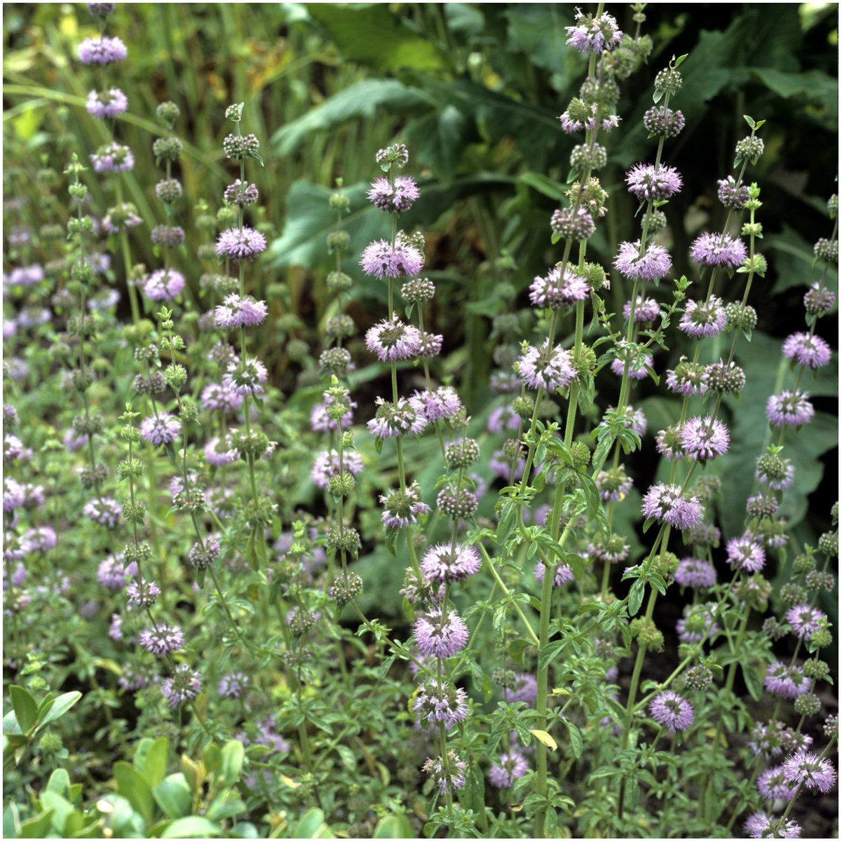 Seed Needs Pennyroyal mint seeds closeup for planning an aromatic herb garden.