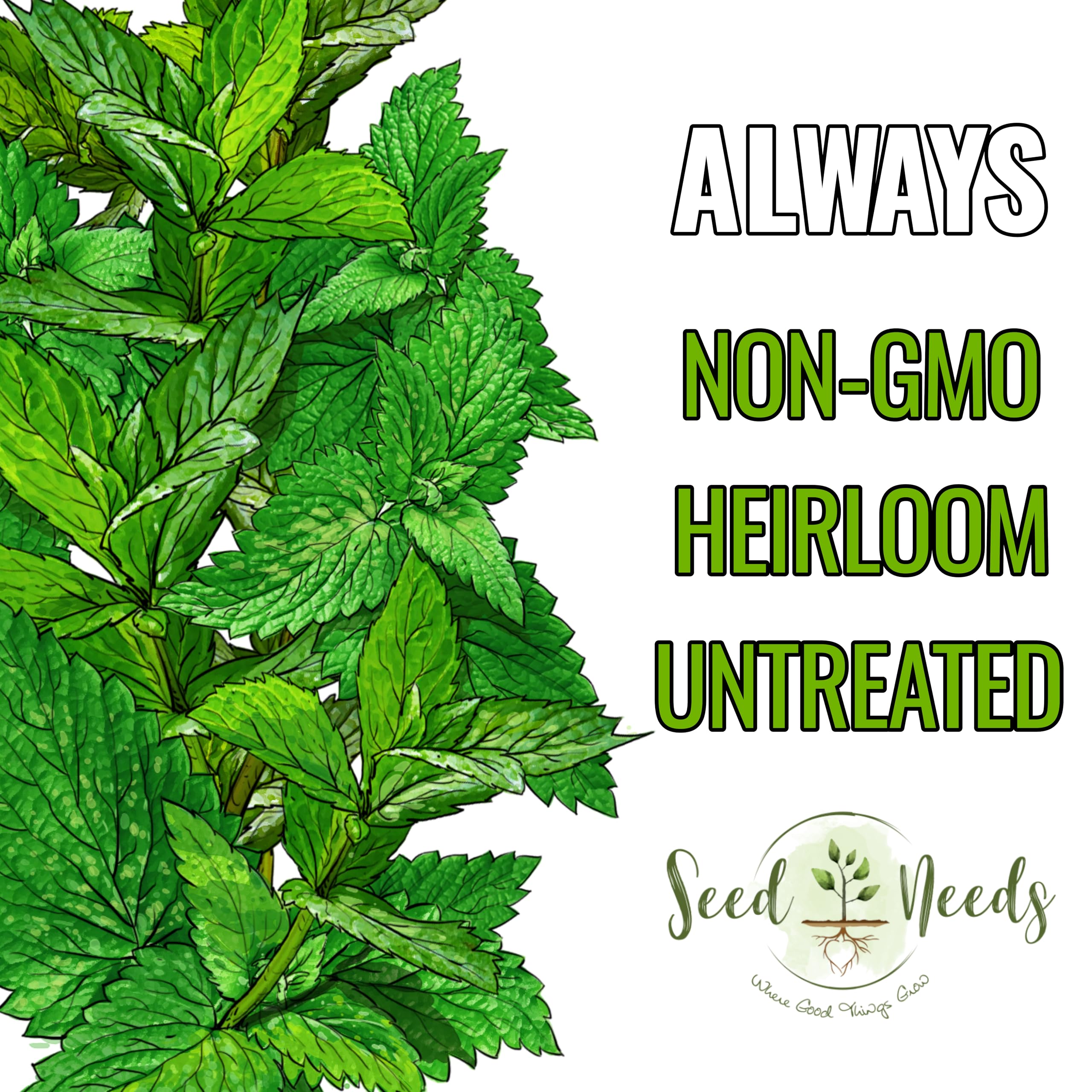 Seed Needs peppermint aroma leaf close-up highlights fresh, fragrant foliage.