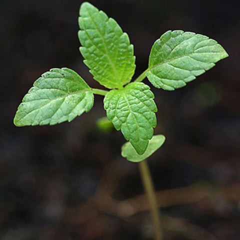 Seed Needs peppermint container-garden setup shows how to grow mint in pots.
