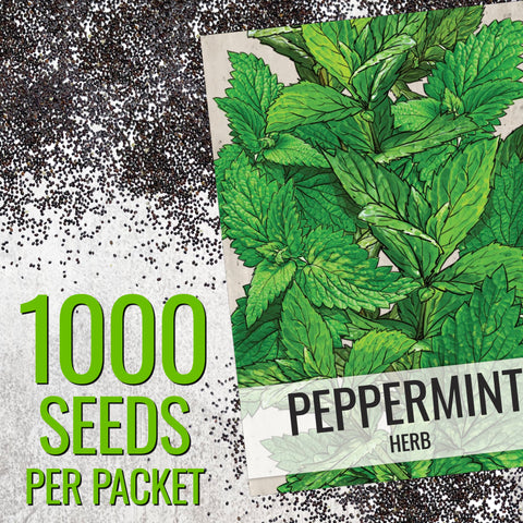 Seed Needs peppermint container-growing demonstrates compact indoor gardening