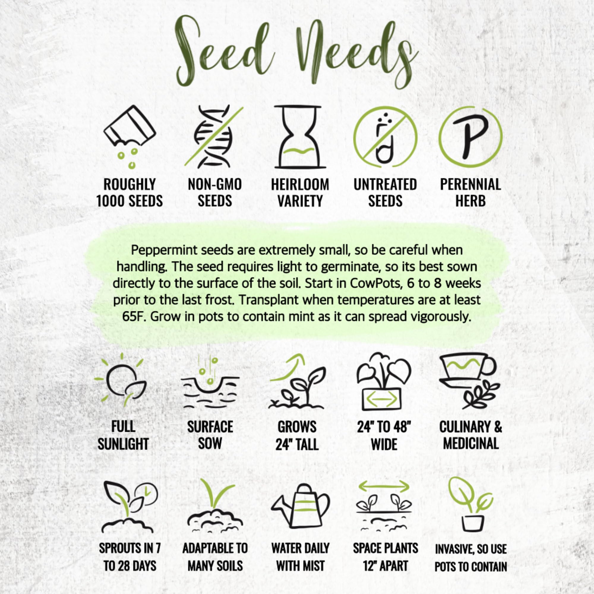Seed Needs peppermint harvest-ready leaves invite ongoing home harvests.