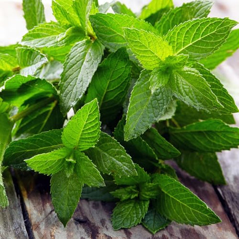 Seed Needs peppermint seedling start in pot demonstrates container-friendly growth.