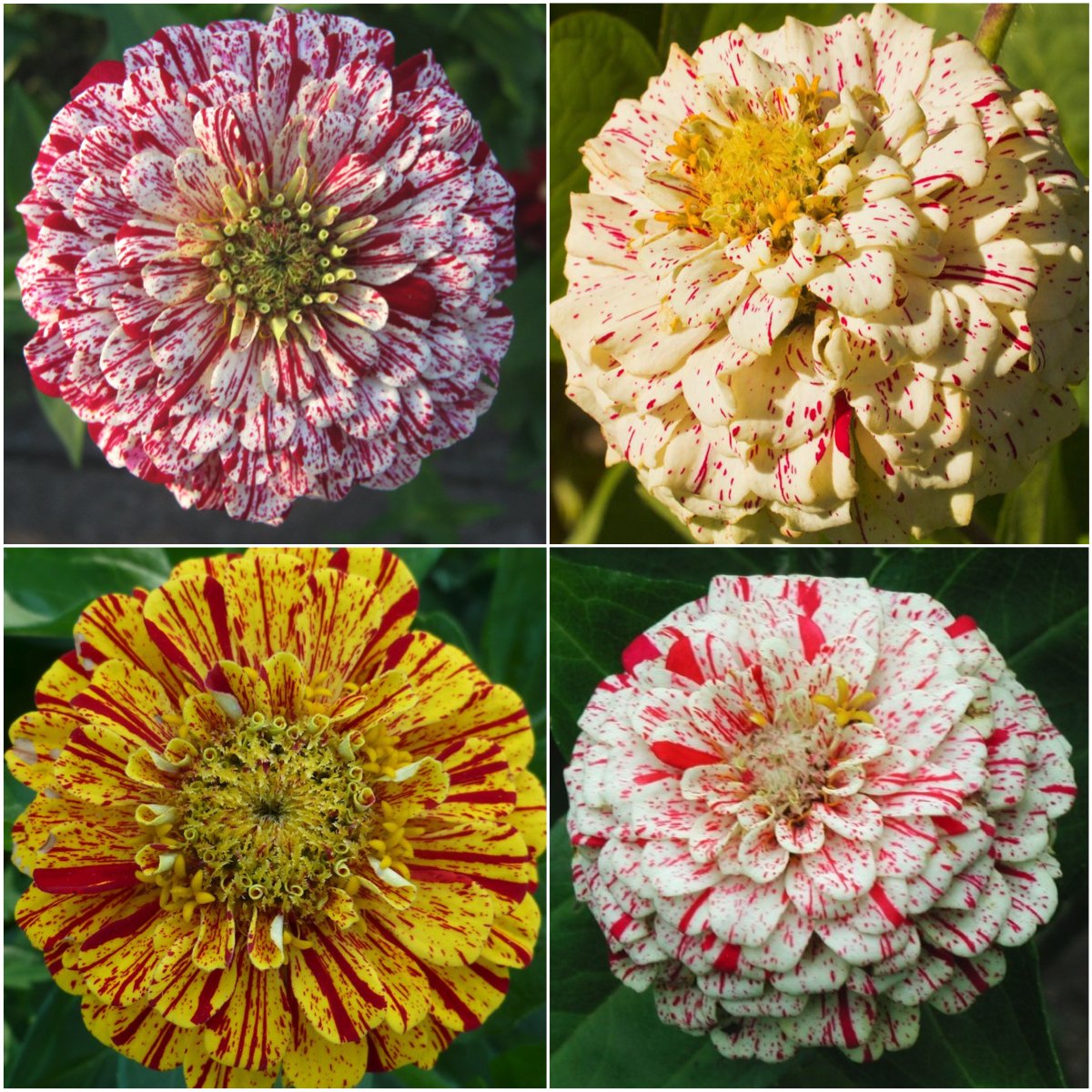 Seed Needs peppermint stick zinnia planting along a border for vibrant color
