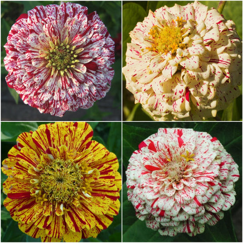 Seed Needs peppermint stick zinnia planting along a border for vibrant color