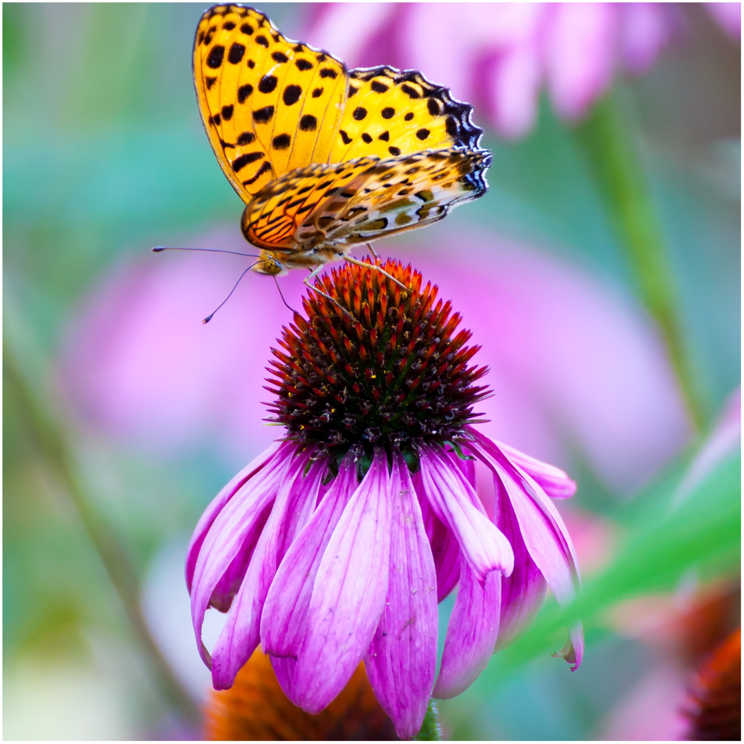 Seed Needs tall and compact varieties for a layered garden structure.