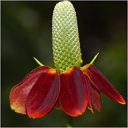 Seed Needs garden pollinators image shows lush beds thriving with wildlife.