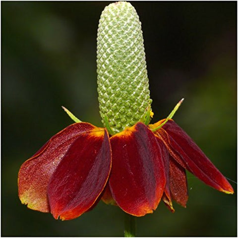 Seed Needs garden pollinators image shows lush beds thriving with wildlife.
