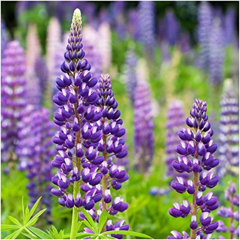 Seed Needs lupine bloom image shows tall spikes and nectar-rich blossoms.