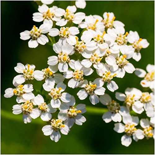 Seed Needs perennial wildflower seed mix details highlight 16 species of hardy flora.