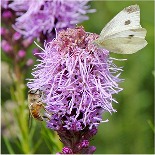 Seed Needs perennial wildflower seed mix seeds spread evenly in soil for uniform germination.